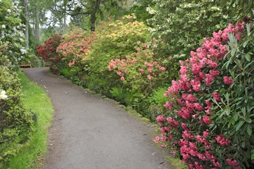 Cercles muraux Azalée rhododendron garden