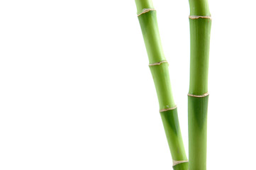 lucky bamboo stems