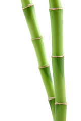 Obraz premium lucky bamboo stems