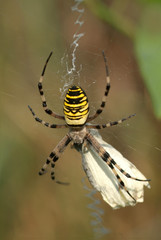 zebraspinne