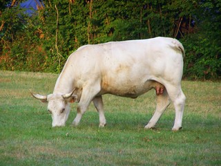 une vache charolaise au milieu des champs