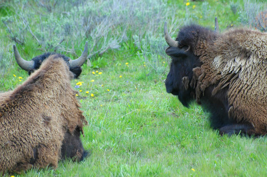 buffalo