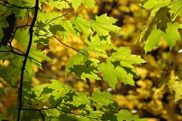 red oak leaves turning yellow