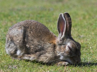 diseased wild rabbit