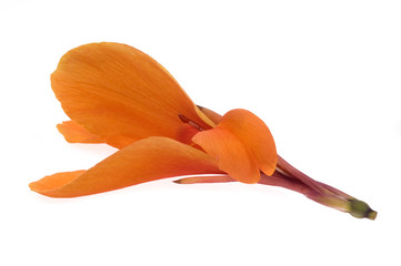 canna. orange flower