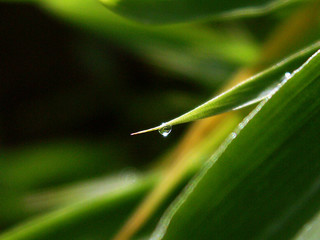 Fototapeta premium bamboo1