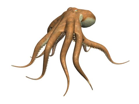 3d Octopus Images Browse 3 482 Stock Photos Vectors And Video Adobe Stock