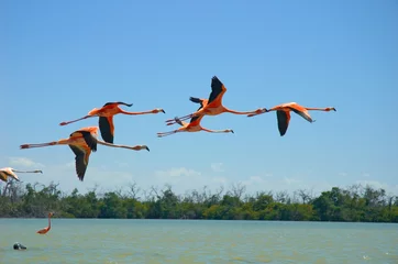 Photo sur Plexiglas Flamant flamingos