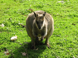 Naklejka premium wallaby