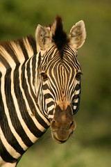 zebra portrait