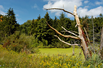 dead tree by pond