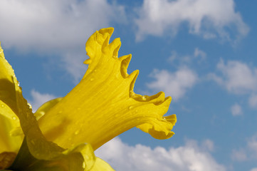 daffodil against sky