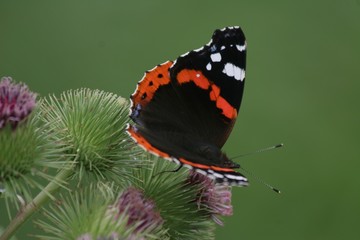 red admiral 3