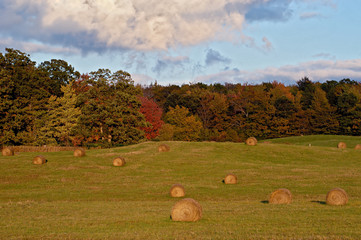 haybales in field