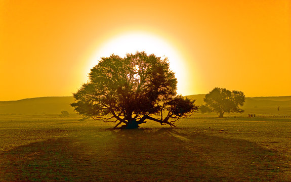 Fototapeta sunset and a tree