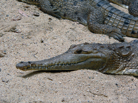 Australian Freshwater Crocodile