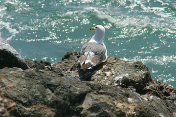 sea gull enjoying the view