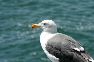 grey and white sea gull