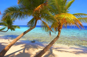 exelent beach with palm trees