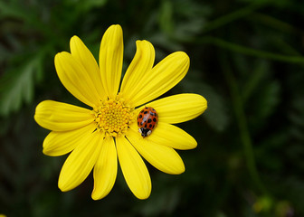 yellow flower and ladybug