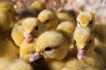 yellow chicks