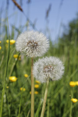 puffs of dandelions