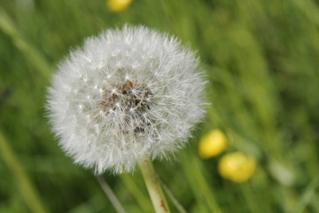 clsoe-up of dandelions puffs