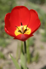 Obraz premium red tulip