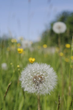 Fototapeta puffs of dandelions