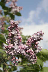 lilac blossom