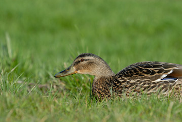 duck