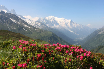 Fototapety  mont blanc i rododendrony