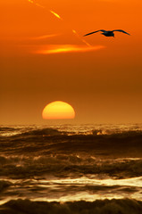 seagulls and sunset