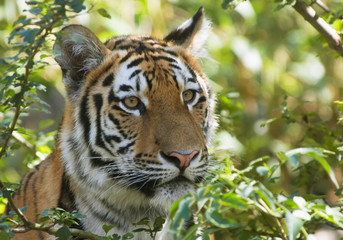 Fototapeta na wymiar tygrys