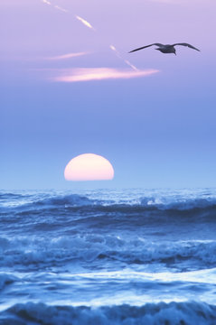 Fototapeta seagulls and sunset
