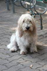 hund
