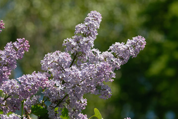 Obraz premium syringa vulgaris
