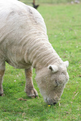 Naklejka na ściany i meble sheep eating grass