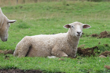 young lamb