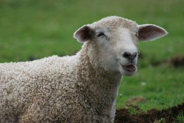 chewing lamb