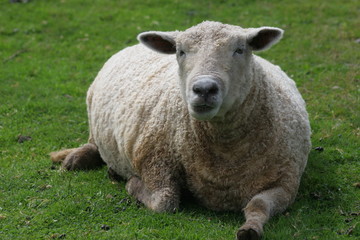 old sheep
