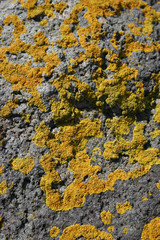 lichen on a rock