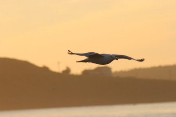 Fototapeta na wymiar soaring seagull