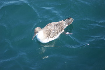 seabird - shearwater