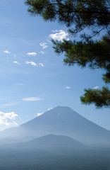 mount fuji with pine tree