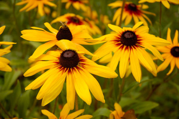 black-eyed susan gloriosa daisy
