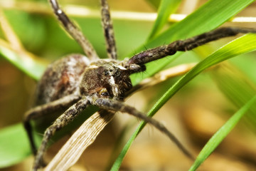 spider