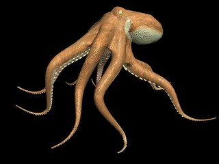 octopus