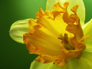 Fototapeta premium jonquil 01
