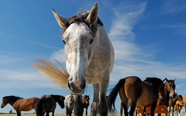 Fototapeten Pferd © PictureArt